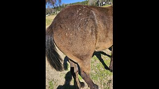 Colt ain't boogered by big butts!🤣🐎🤣