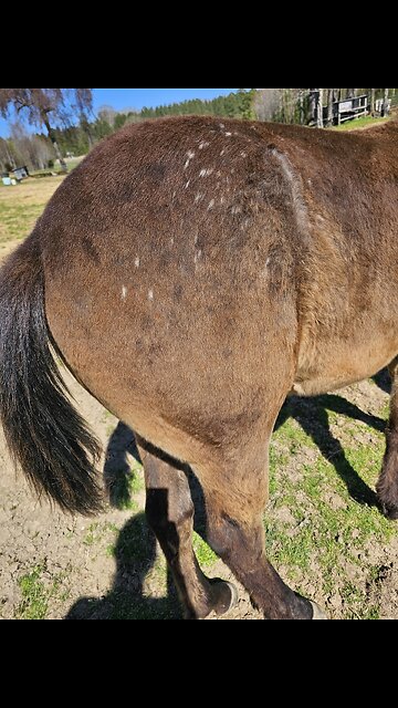 Colt ain't boogered by big butts!🤣🐎🤣
