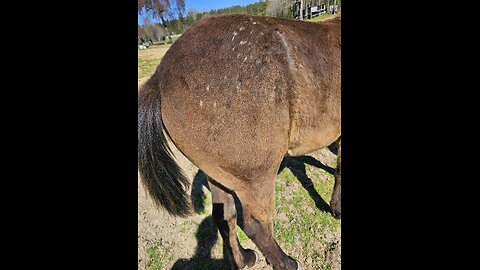 Colt ain't boogered by big butts!🤣🐎🤣