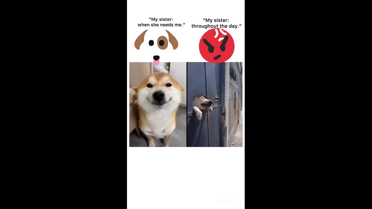 “The Dog’s Funny Reactions to My Sister’s Repeated Requests”