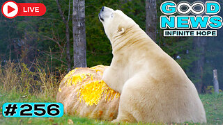 Polar Bear Feast, Jaguar Rescue & Stories That’ll Brighten Your Day | Good News - Infinite Hope #256