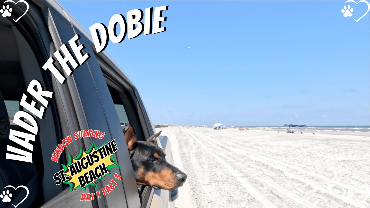 Doberman Beach & Pool Party: Vader’s St. Augustine Adventure Part 3! 🐶🌊