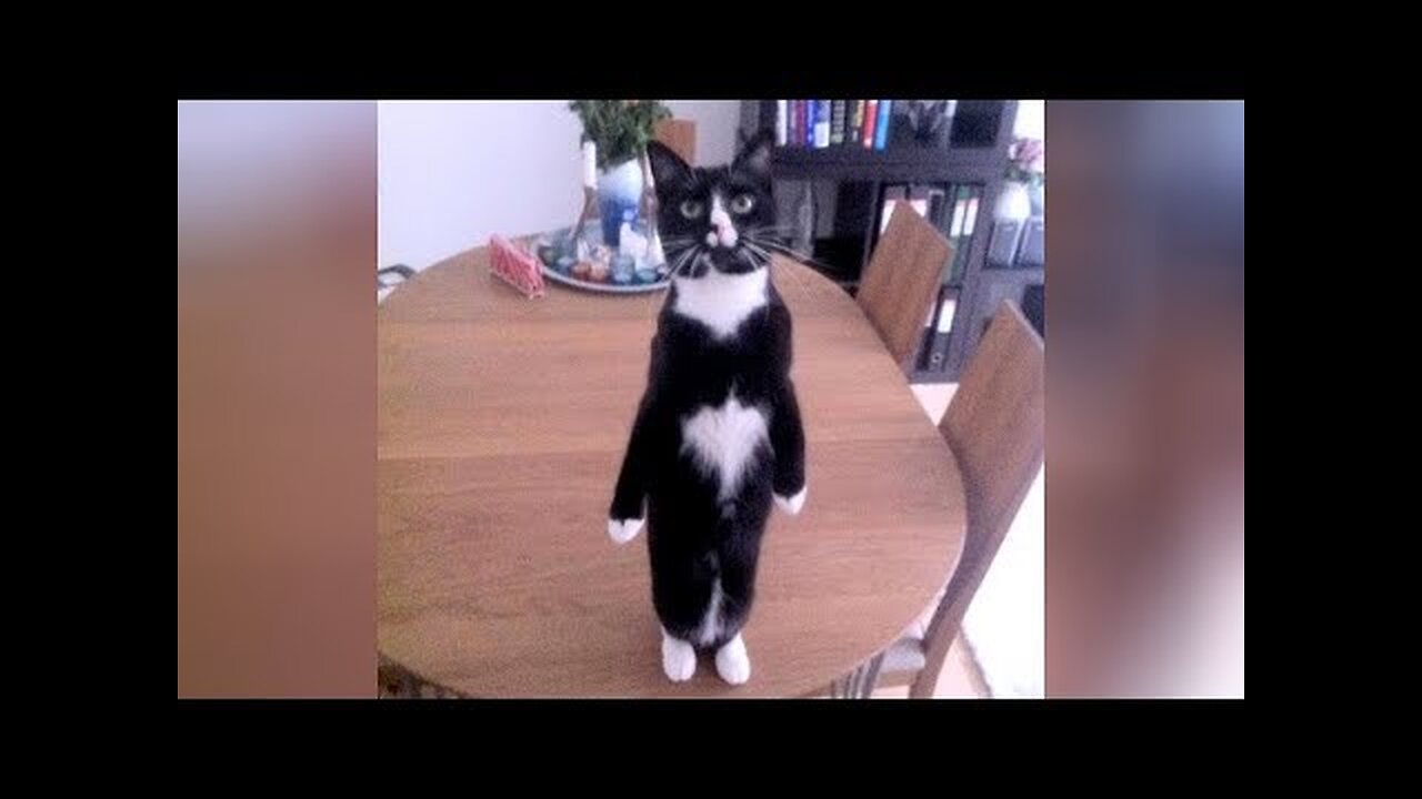 BE SERIOUS or DIE LAUGHING - Which are you? - FUNNY ANIMAL VIDEOS