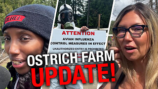 Rebel News embedded on site as feds move closer to cull ostriches at BC farm