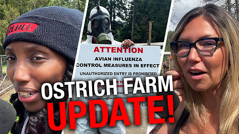 Rebel News embedded on site as feds move closer to cull ostriches at BC farm