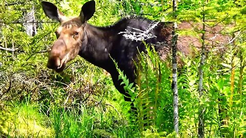 Moose on the Loose