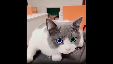 CUTE CATS VIDEOS COMPILATION|FLUFFY CATS AT FUN