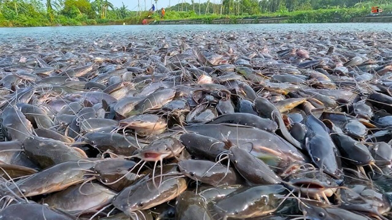Amazing fishing video village | পুকুরে পাঙ্গাস মাছ খাবার দিয়া ভিডিও | amazing fishing videos in sea