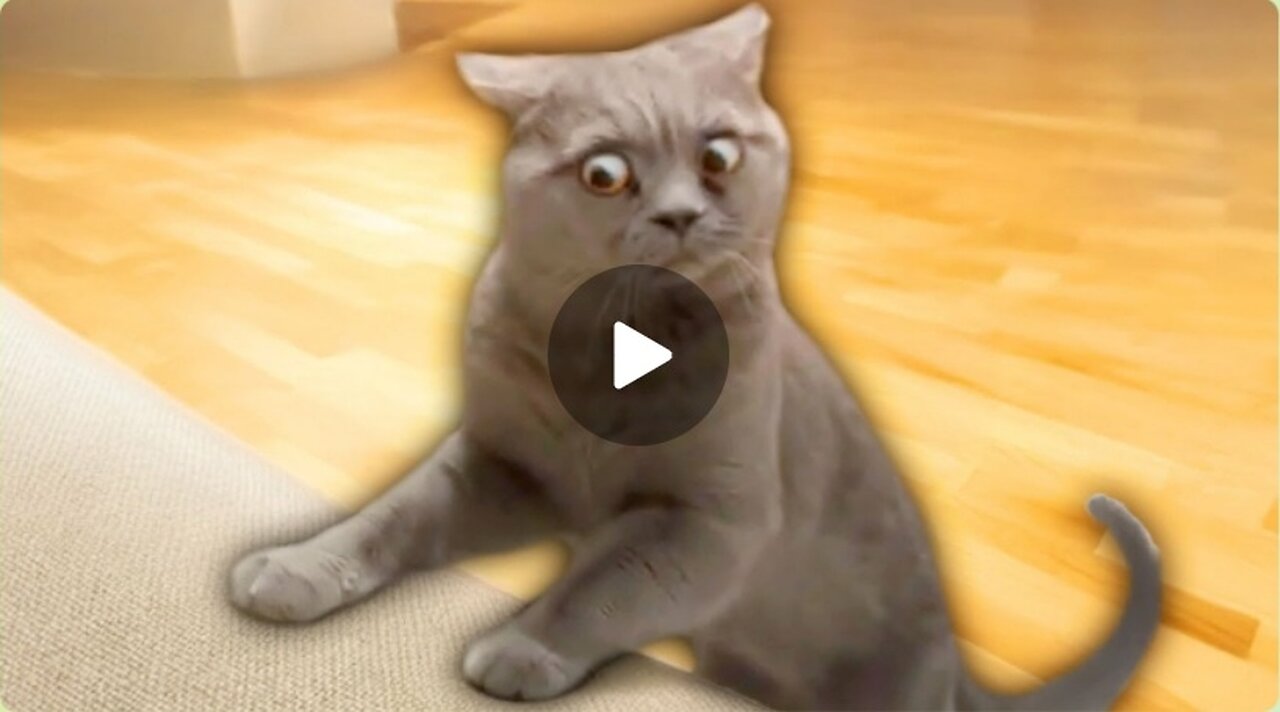 Best Cat Videos in 2025
