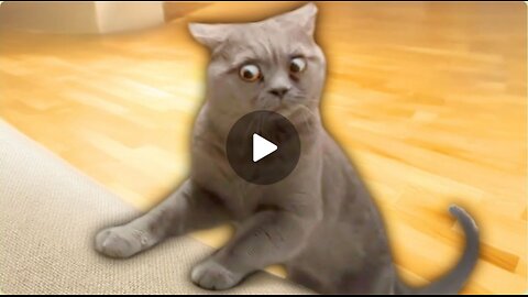 Best Cat Videos in 2025