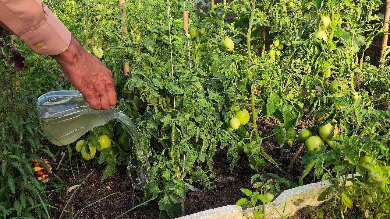 You will harvest baskets full of cucumbers, just do these 2 things