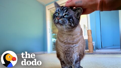 Clingy Cat Begs His Dad For Cuddles 24/7 | The Dodo