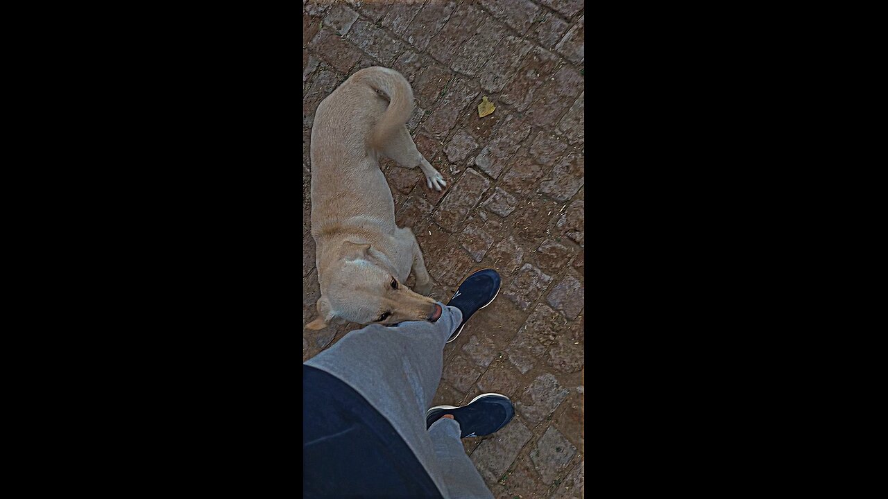 puppy dancingš„°