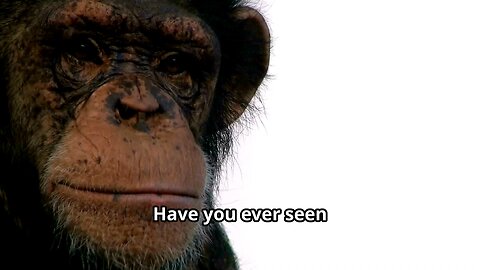 The Hidden Dangers of Keeping Chimpanzees as Pets