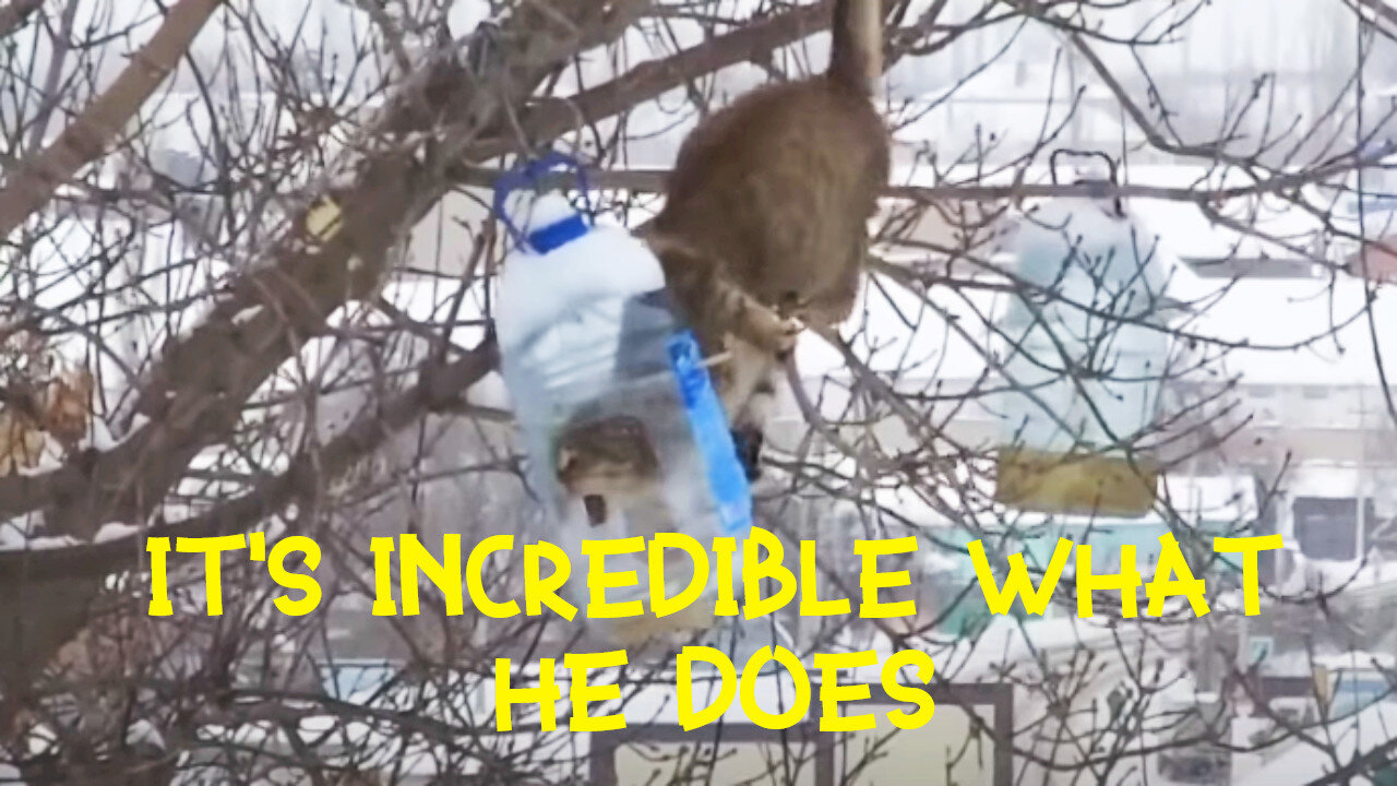 The cat steals bacon from the birds)))