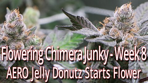 Flowering Chimera Junky Week 8, AERO Jelly Donutz Starts Flower