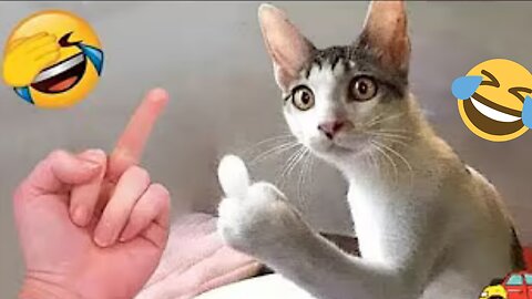 Funniest Cats & Dogs of 2025 🐾🤣 | Try Not to Laugh Compilation!