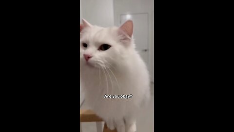 Cutest Cats & Funniest Dogs Ever 😹🐶 | Viral Shorts