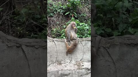 Funny monkey #81