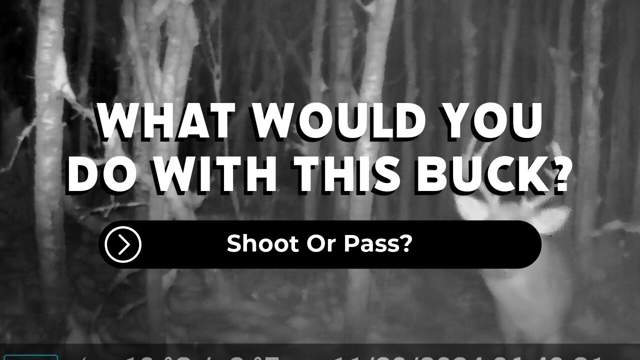 Shoot Or Pass?