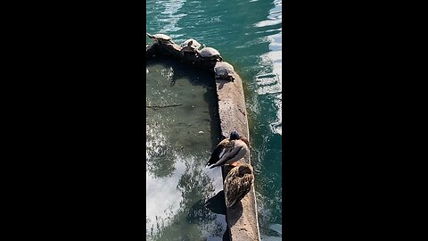 Red-Eared Slider Turtles 🐢 mallard Ducks 🦆 #redearedslider #mallardducks #followme #viral