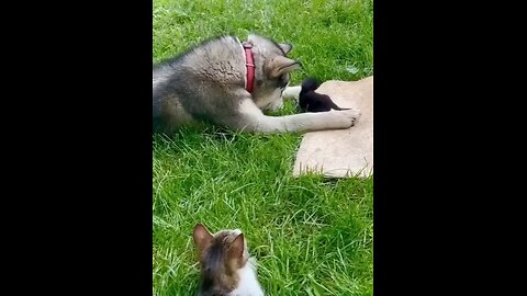 This husky’s reaction to meeting a kitten is everything😍🥰