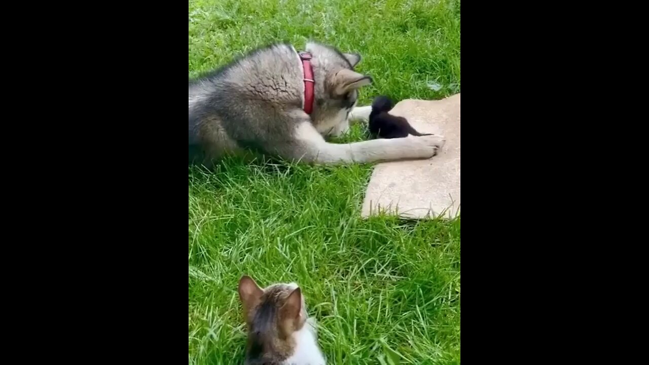 This husky’s reaction to meeting a kitten is everything😍🥰