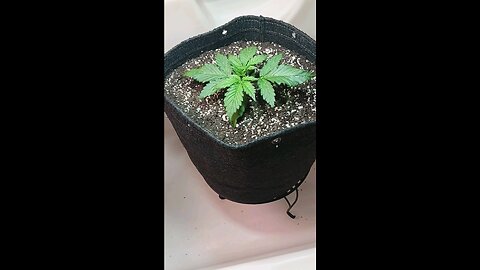 Gorilla Cookies auto week 2