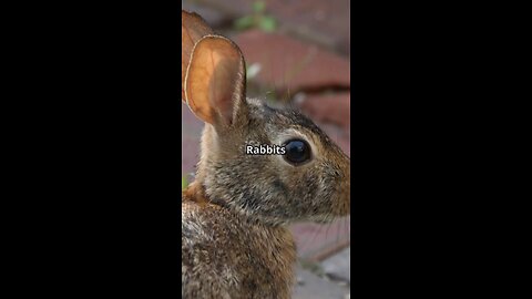 5 fun facts about Rabbits