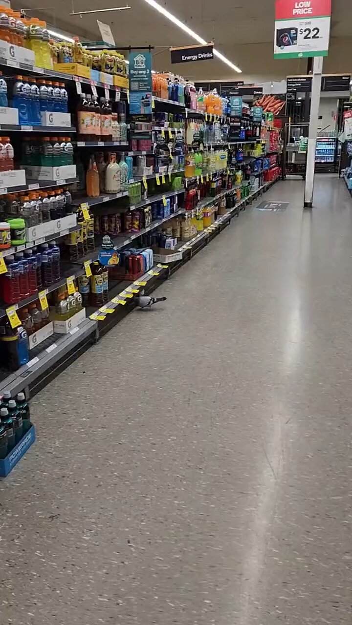 Pigeon in super market