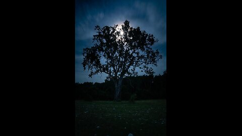 🍁 592 - PICK A TREE