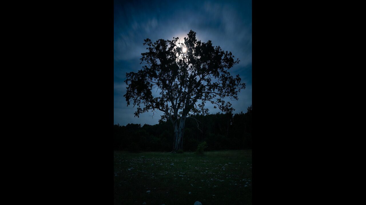 🍁 592 - PICK A TREE