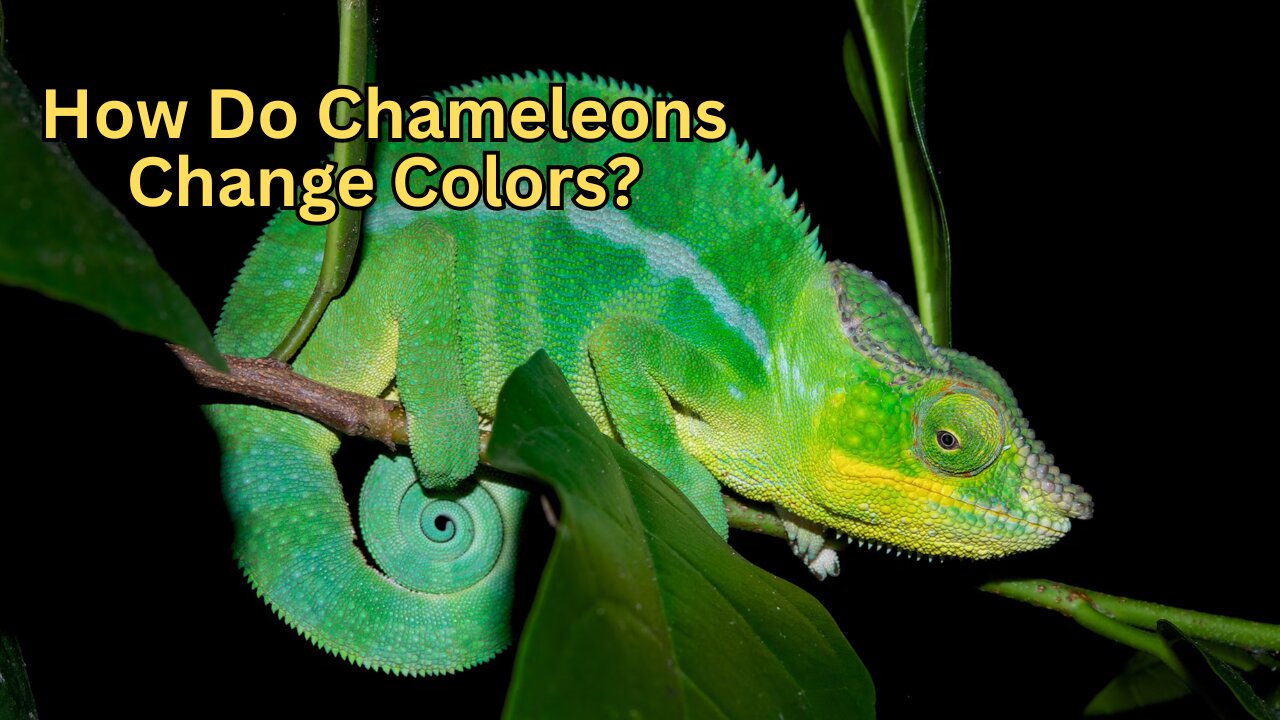 How Do Chameleons Change Colors? The Truth You Didn’t Know!
