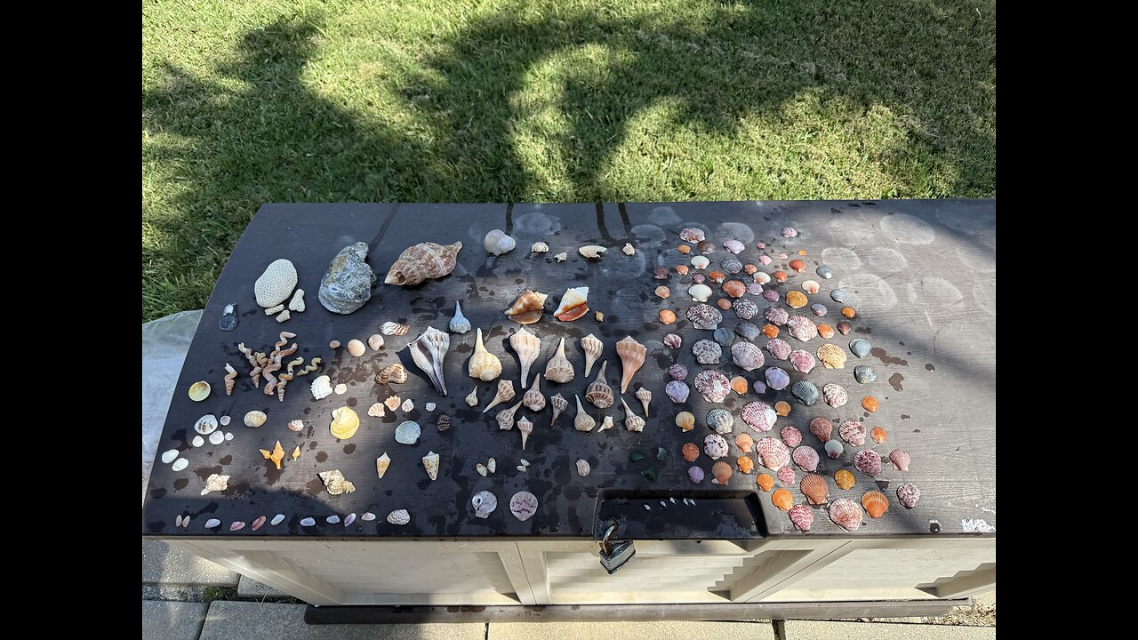 Beach Finds Cinco De Shello | 4K