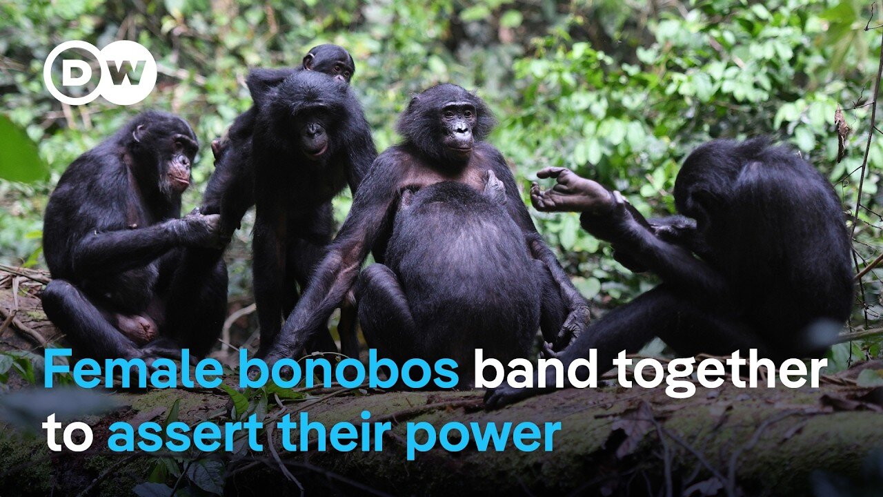 Study finds female bonobos band together to fend off male aggression in the wild | DW News
