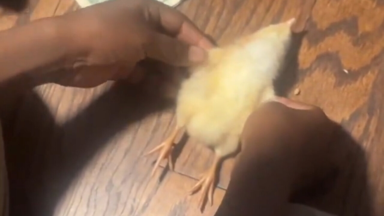 RIP Roger 😢 little boy loses his first pet