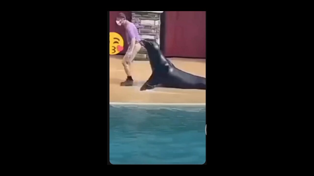 Cute Animal