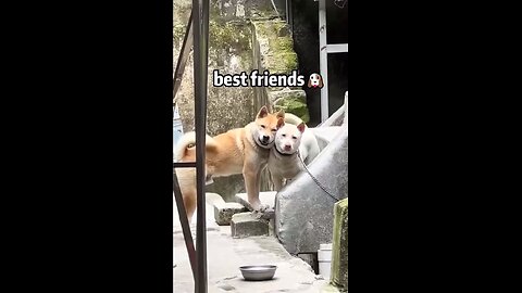 Happy dogs!