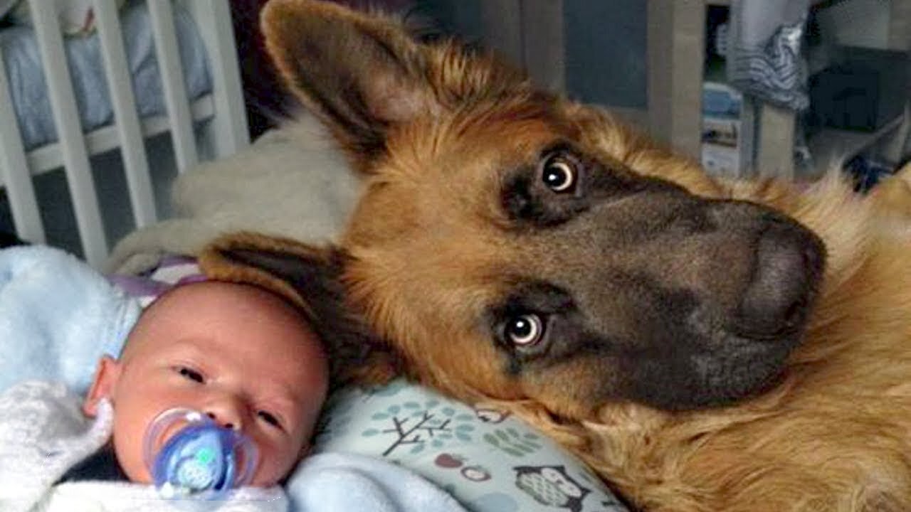 DO German Shepherds Make Perfect BABYSITTERS?
