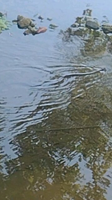 snake in cooked creek in Yellville, Arkansas