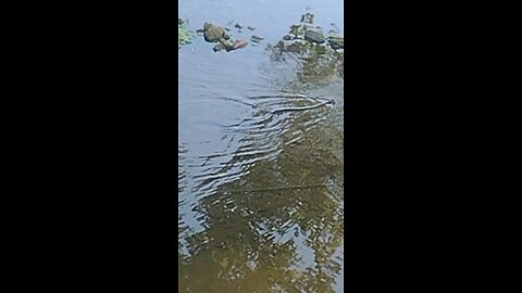 snake in cooked creek in Yellville, Arkansas