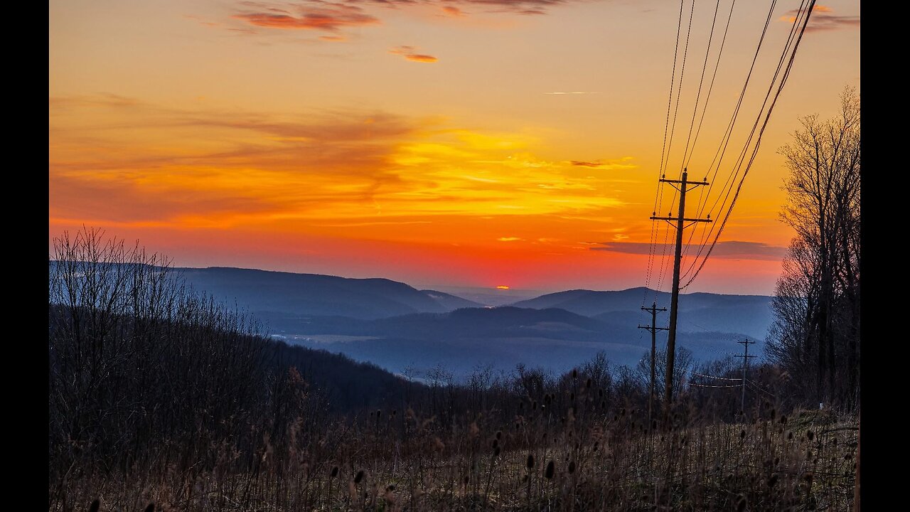 Two Boxer Dogs in the Morning