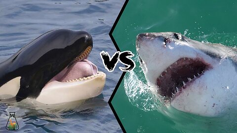 Killer Whales Are Sharks' Worst Nightmare: They Eat the Liver