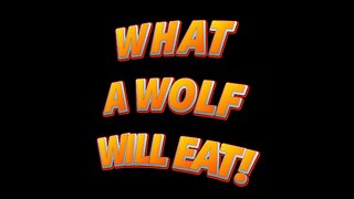 Trappers Stunned by What Wolves Ate – True Story Revealed!