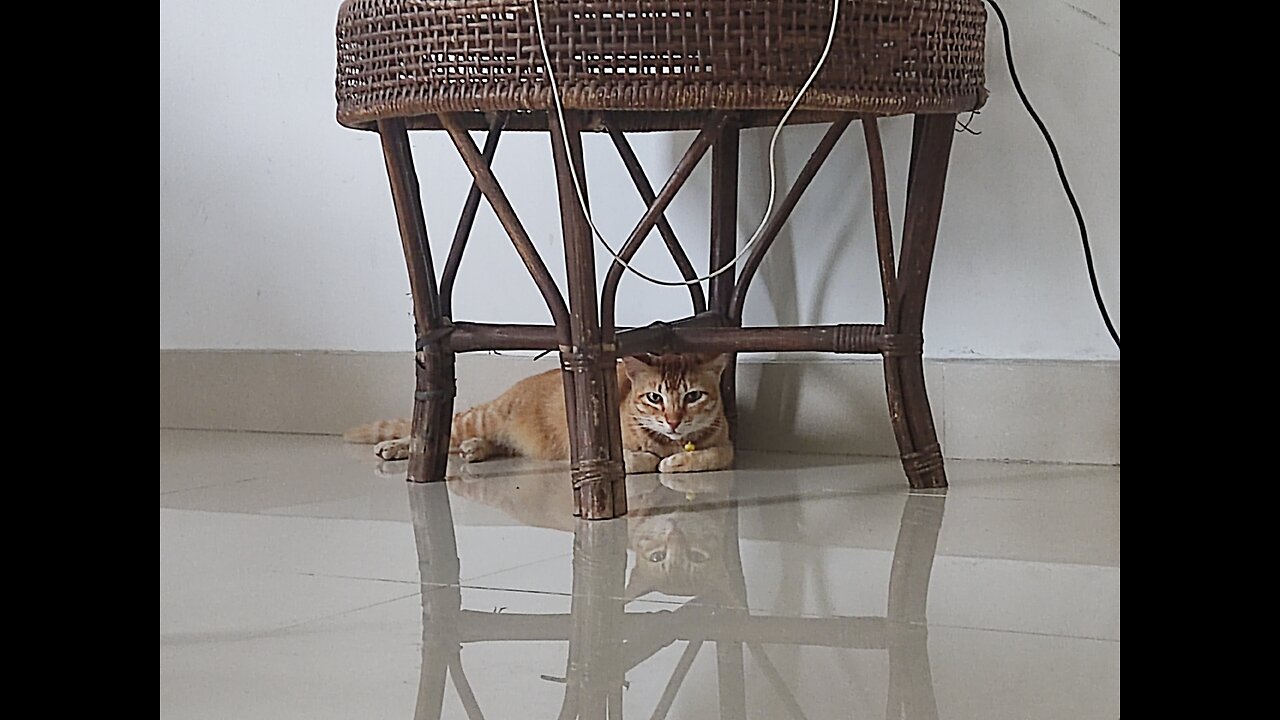 Ginger Cat