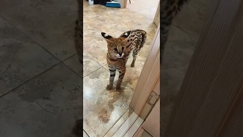 Парень нашел котенка на дороге, а это оказался