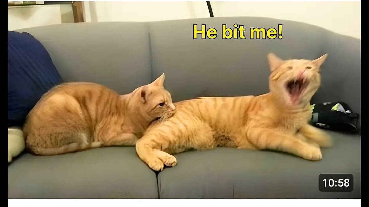 Cute animals full comedy video 😀😀😀😀