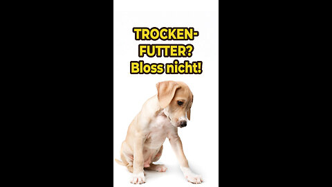 🐶 Trockenfutter? Bloß nicht!!!