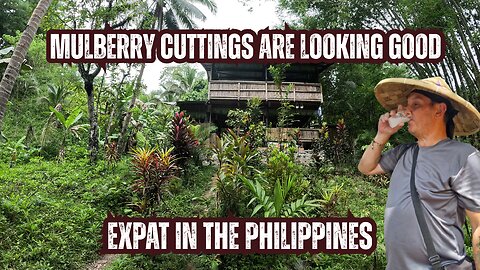 Expat in the Philippines | 1 Month Mulberry Cuttings Update 🌱