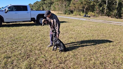 Duck dogs getting trained.